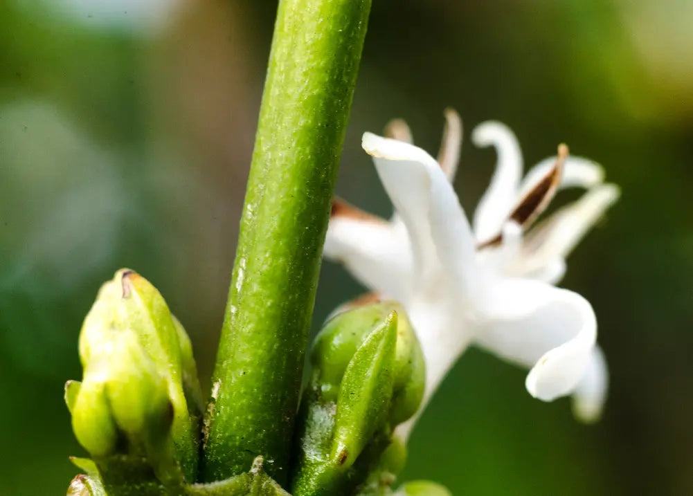 Granos de café verde