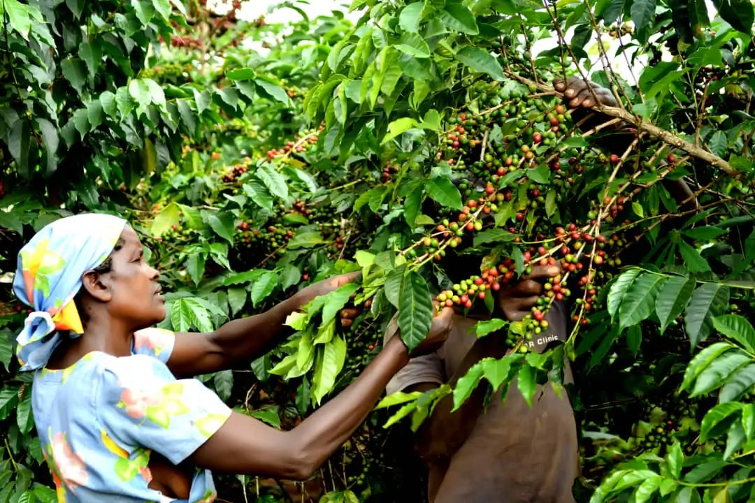 Las plantas del café y su influencia real en el mercado