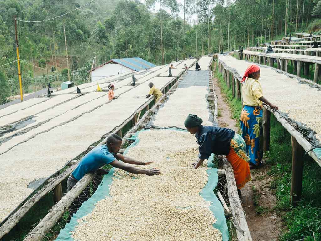 Método de procesado del café
