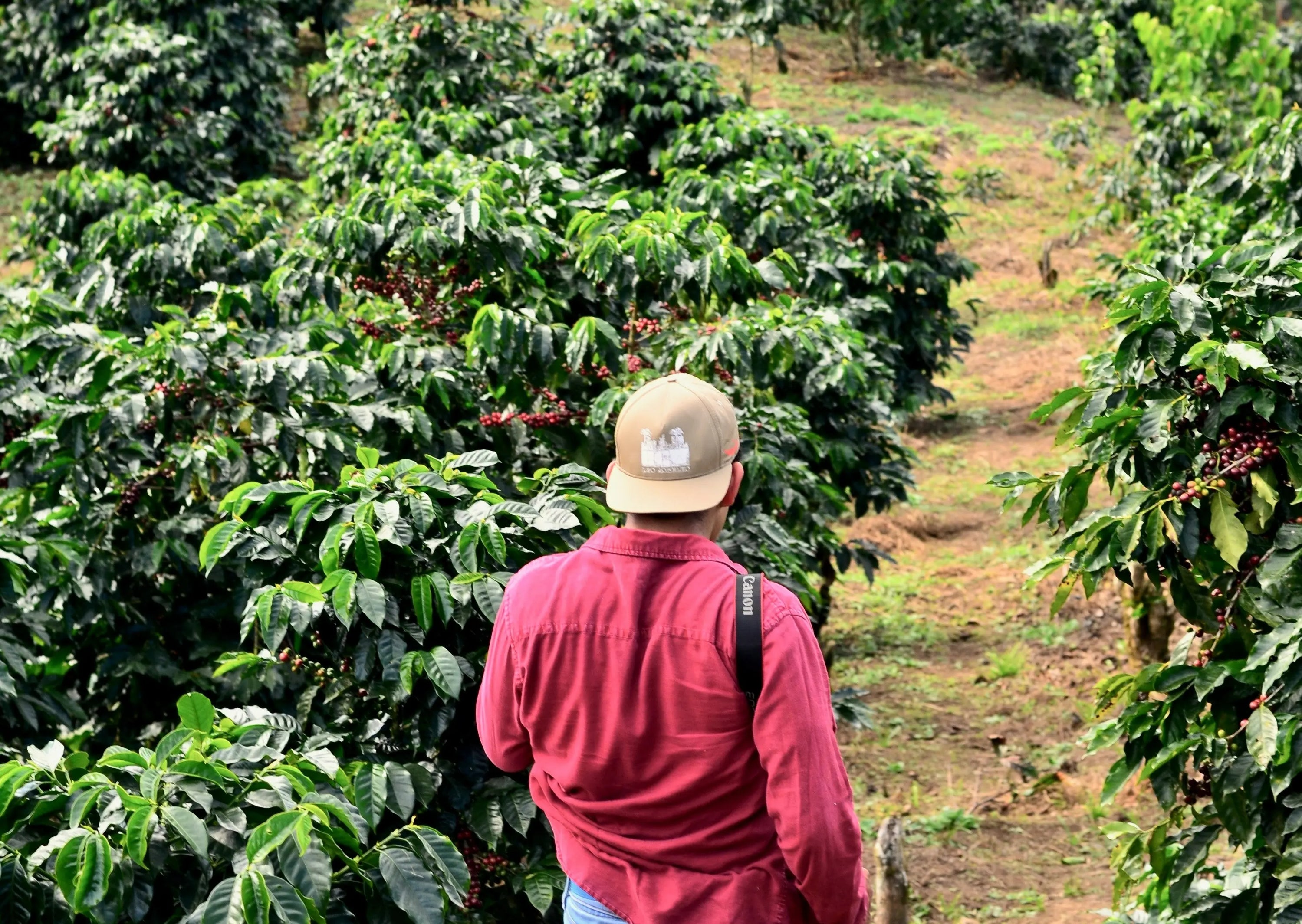 Caficultor en sus labores de recolecta