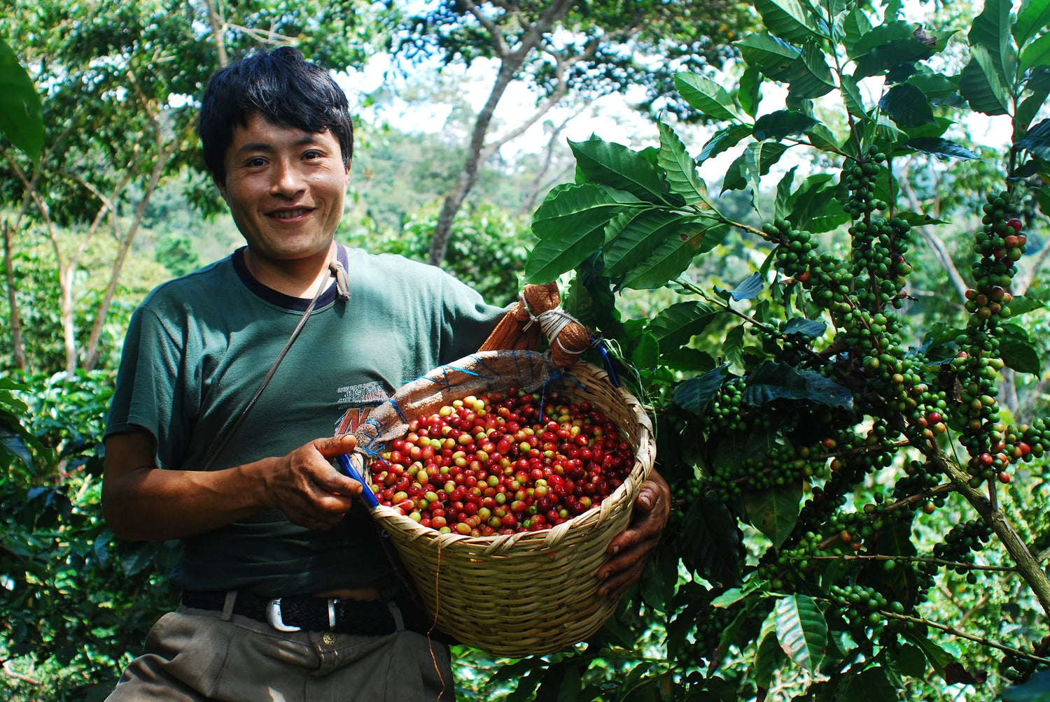 Café de Especialidad Perú Papagayo ORGÁNICO