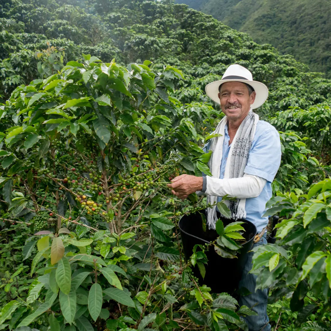 Colombia Pitalito Supremo