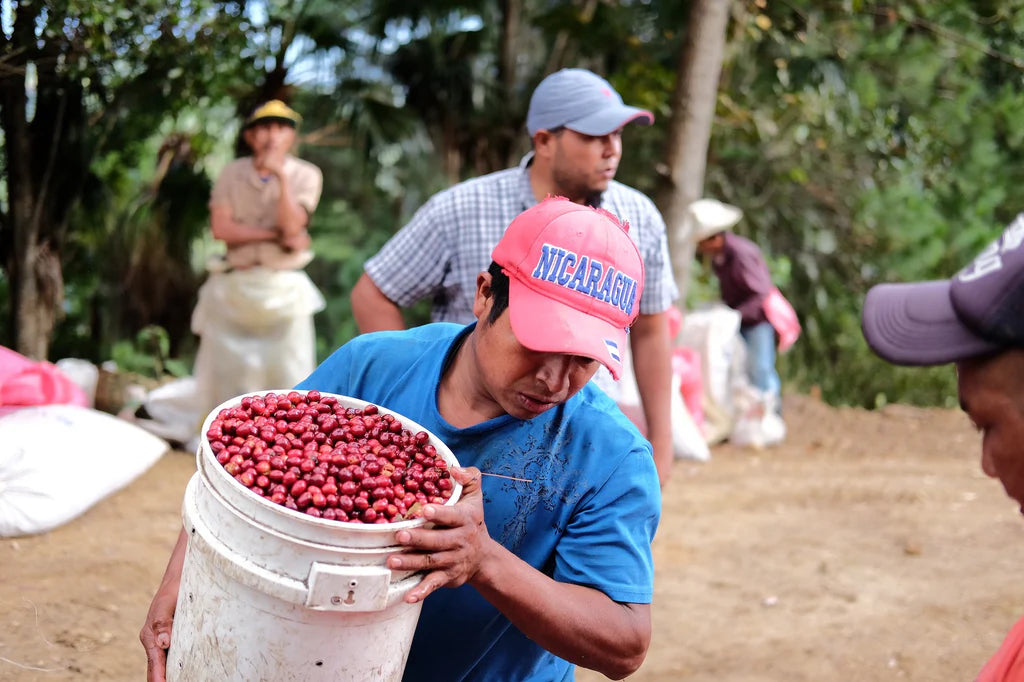 Café de Especialidad Nicaragua