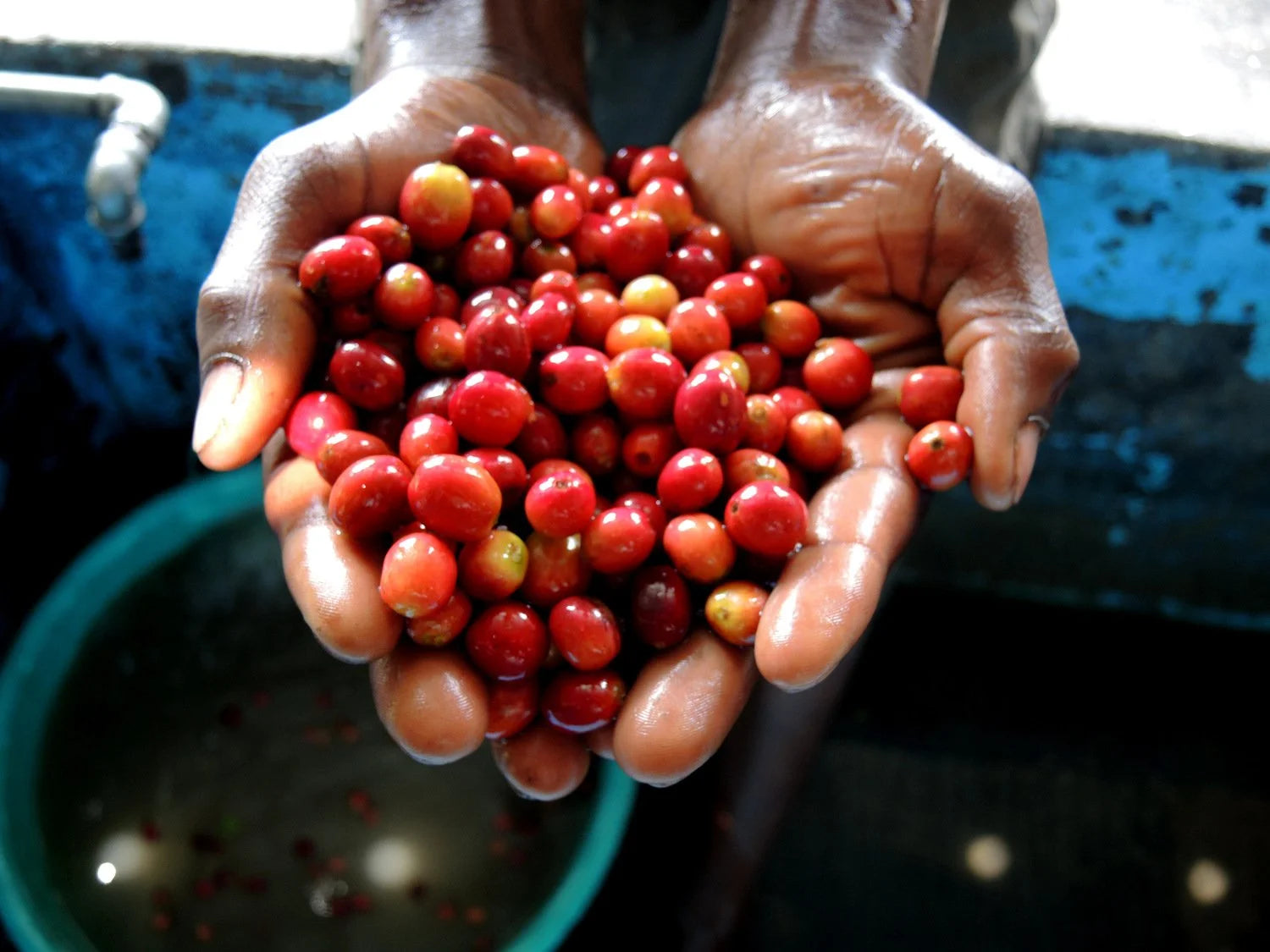 Café de Espacialidad Rwanda Women Coffee Extension