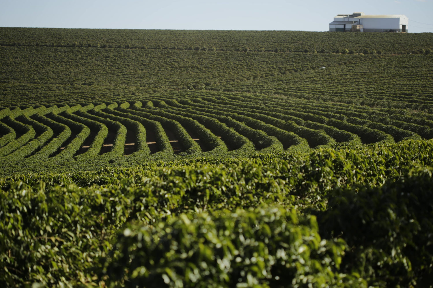 Café de Especialidad Brasil Cerrado Doce Diamantina