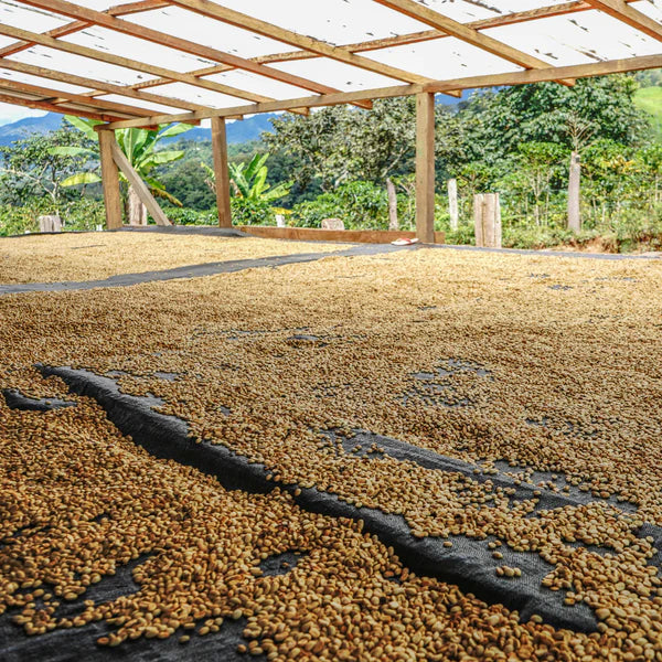 Café de Especialidad Descafeinado Peru