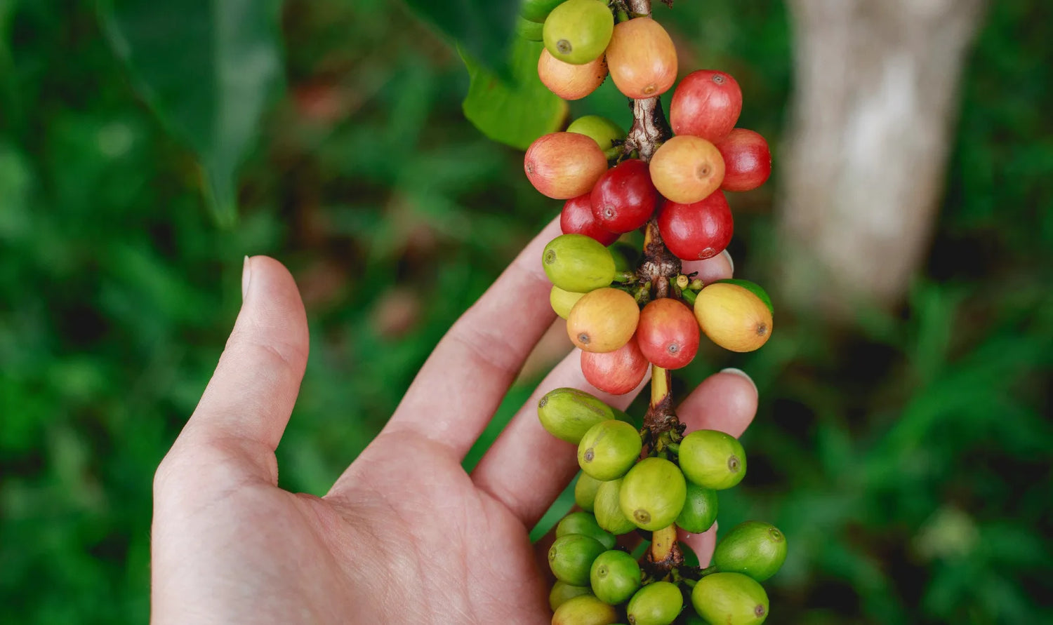 Café Descafeinado de Colombia – San Juanero | Hortelano Coffee