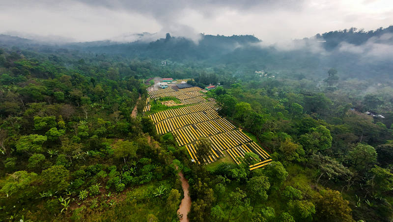 Café de Especialidad Etiopía Refisa Orgánico